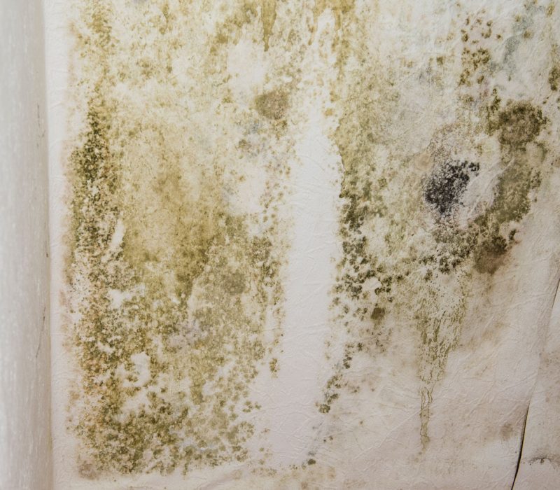 Mildewed walls with different sorts of mold (close-up shot)